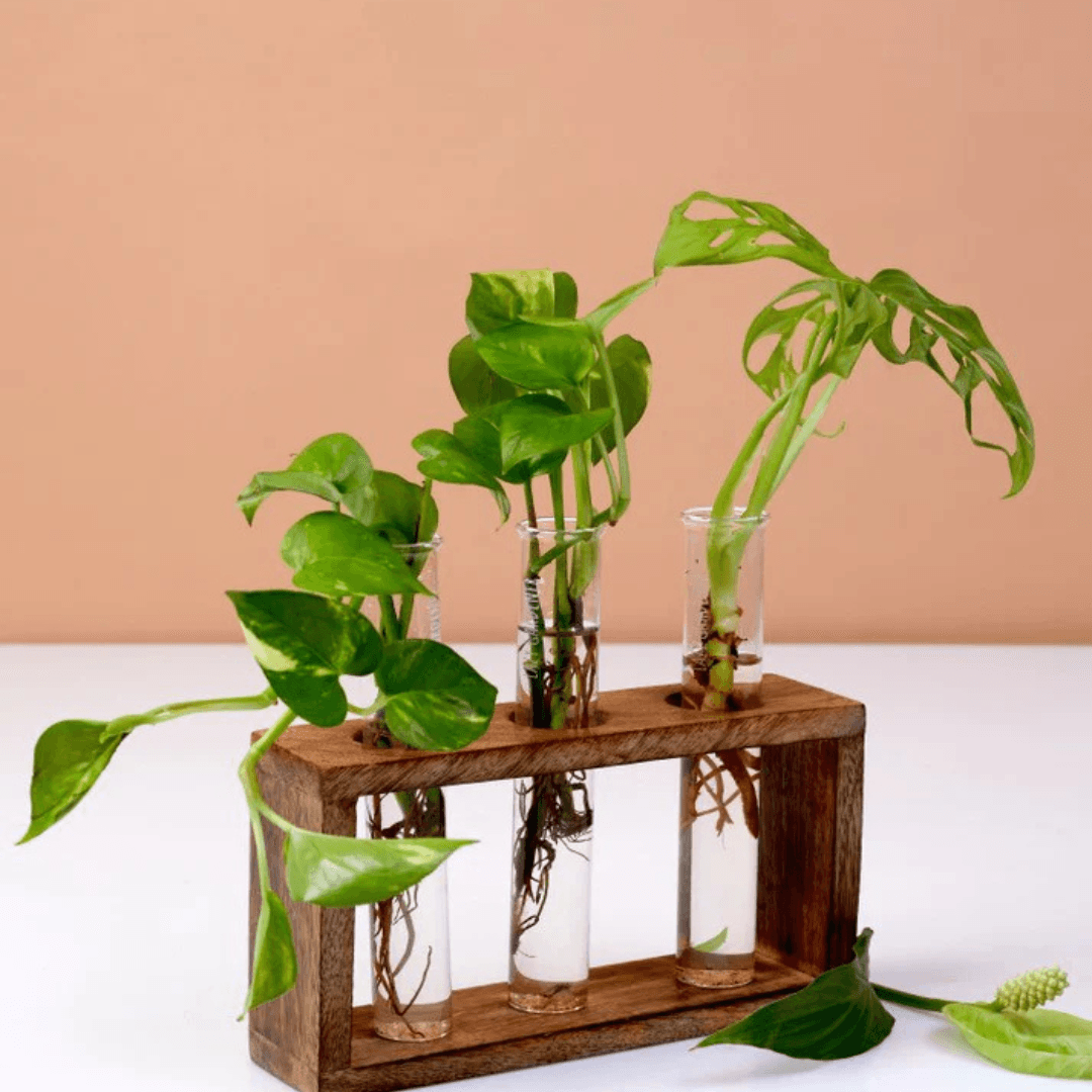 Eco-Friendly Gifts